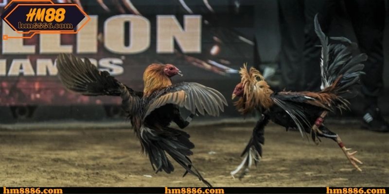 Nội dung phân tích hỗ trợ quá trình theo dõi